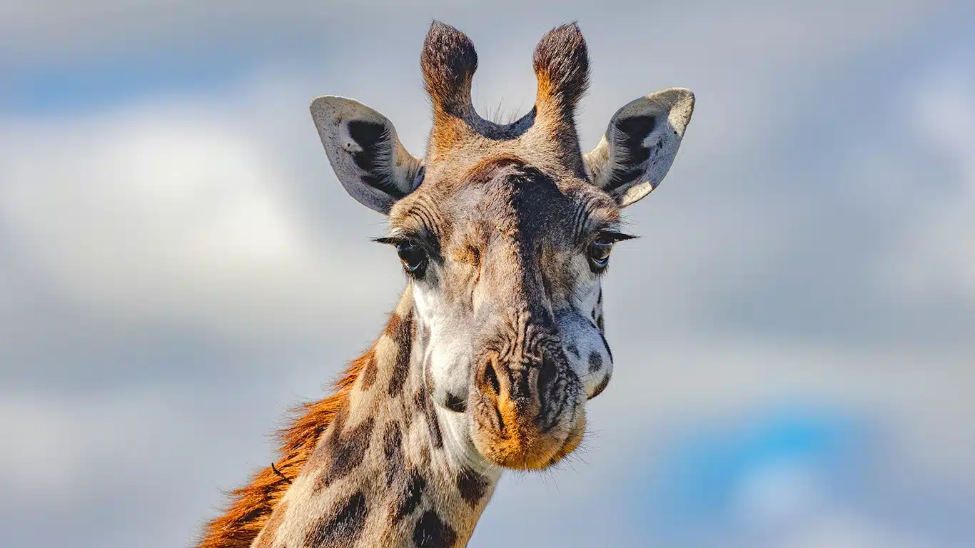 3-Day Serengeti Safari: Fly in, Fly out