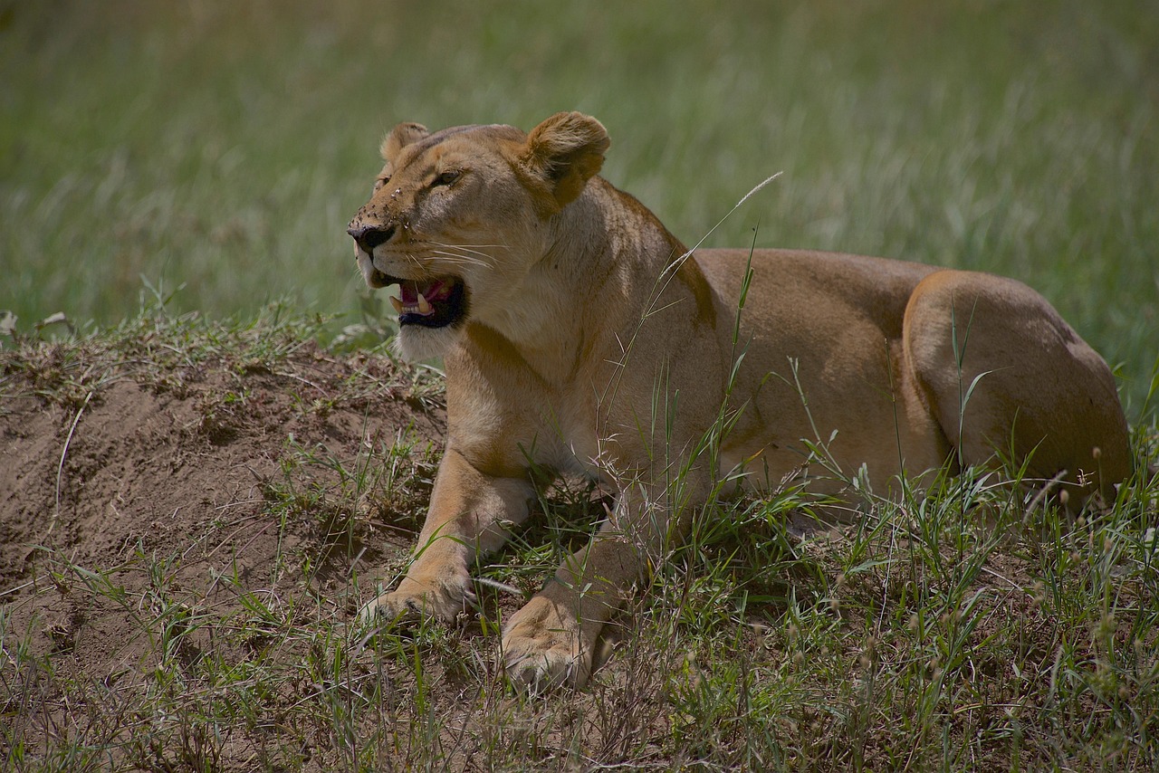 Northern Serengeti Exploration