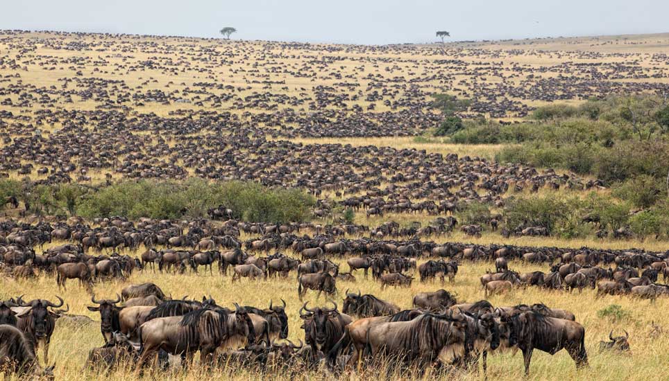 Mara River Crossing