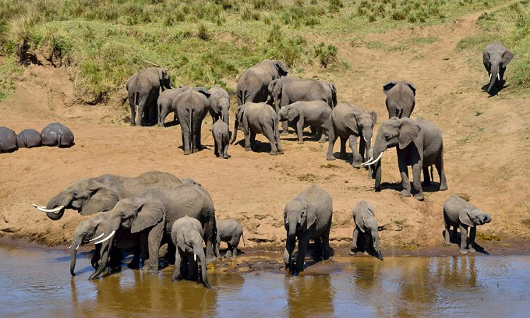 4-Day Northern Tanzania Highlights: Tarangire, Serengeti & Ngorongoro