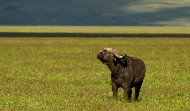 2-Day Tarangire & Ngorongoro Crater Fly-In Safari