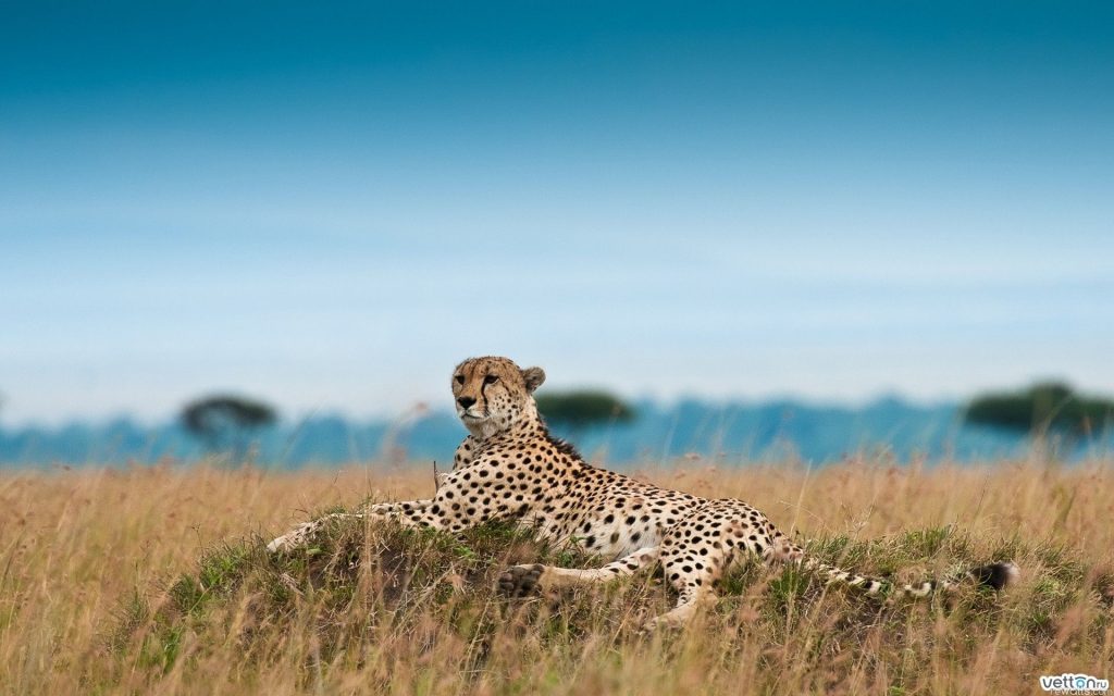 13-Day Epic Tanzania: Serengeti Safari & Kilimanjaro Lemosho Climb