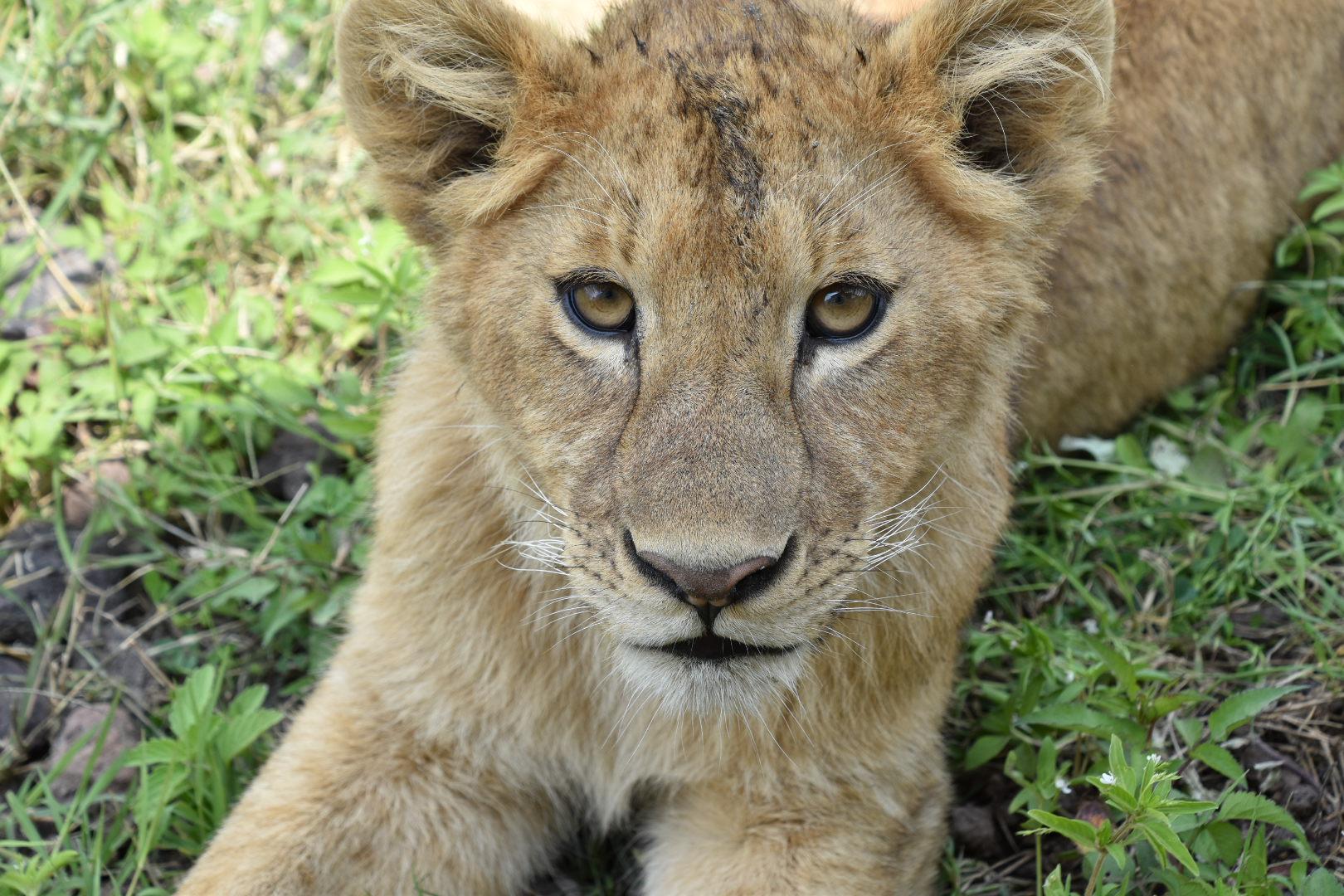 7-Day Serengeti Great Migration Luxury Safari